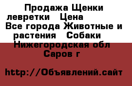 Продажа Щенки левретки › Цена ­ 40 000 - Все города Животные и растения » Собаки   . Нижегородская обл.,Саров г.